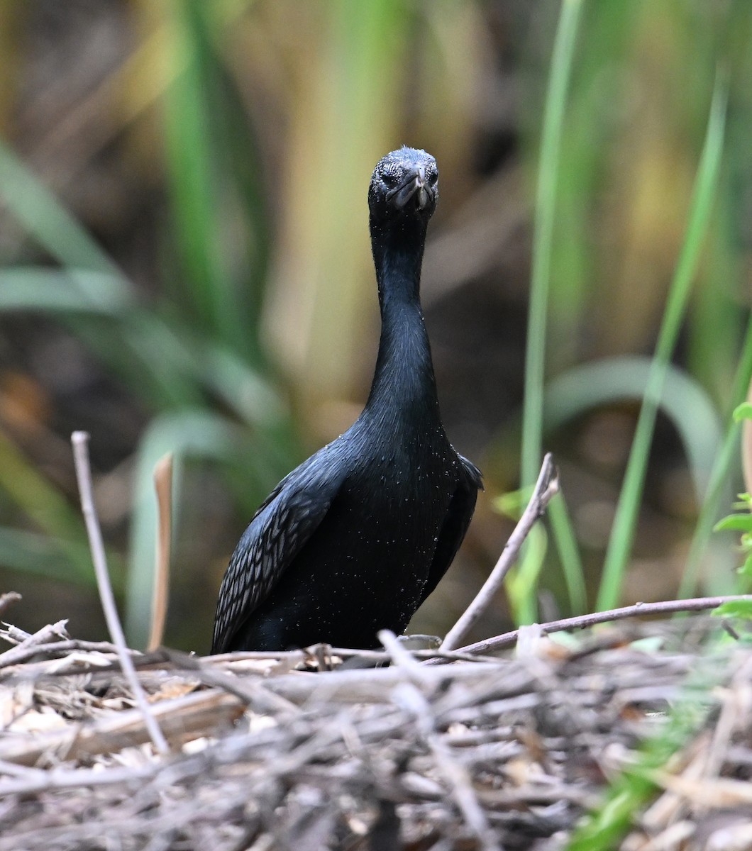 Little Cormorant - ML638283342