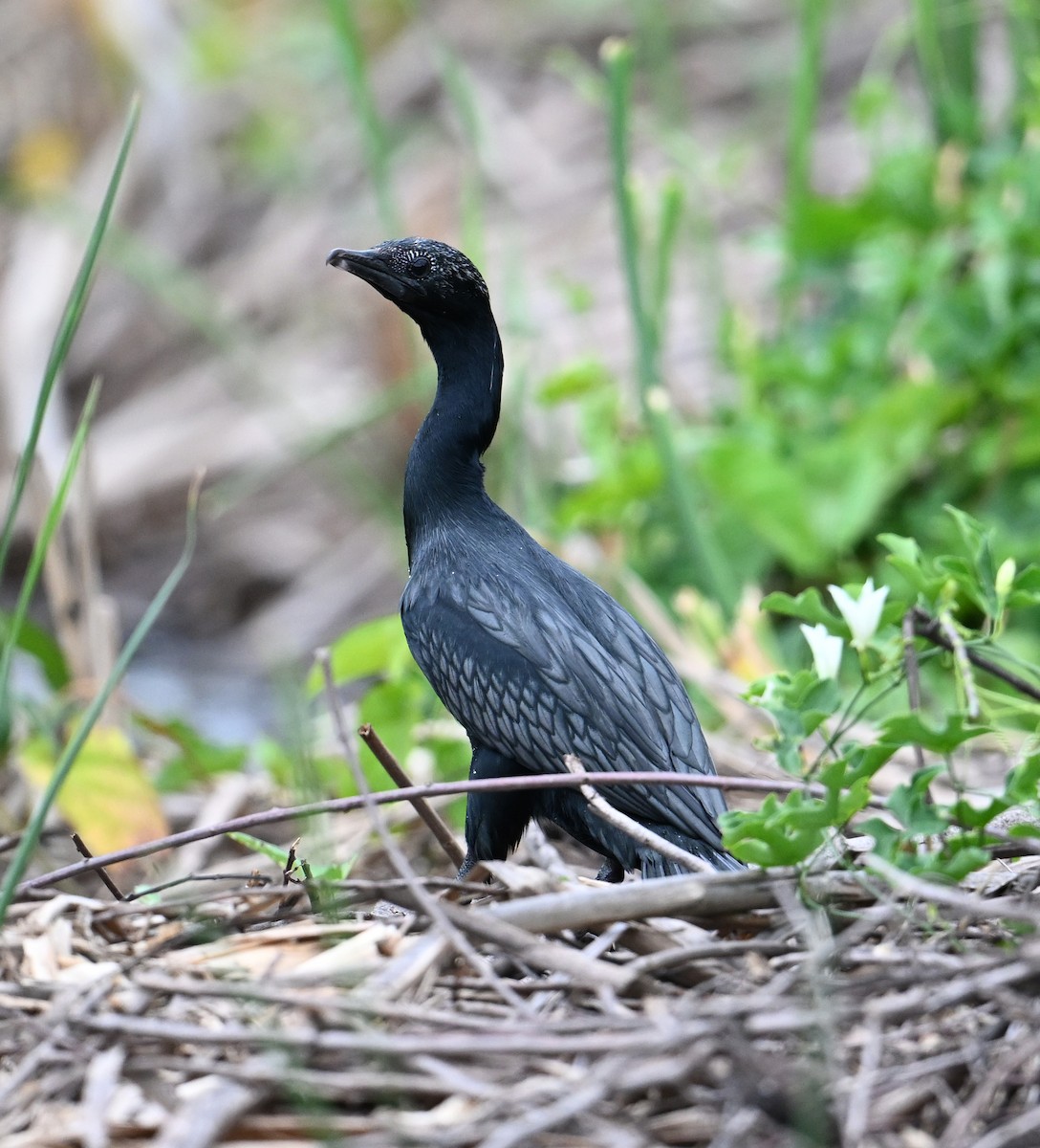 Little Cormorant - ML638283343