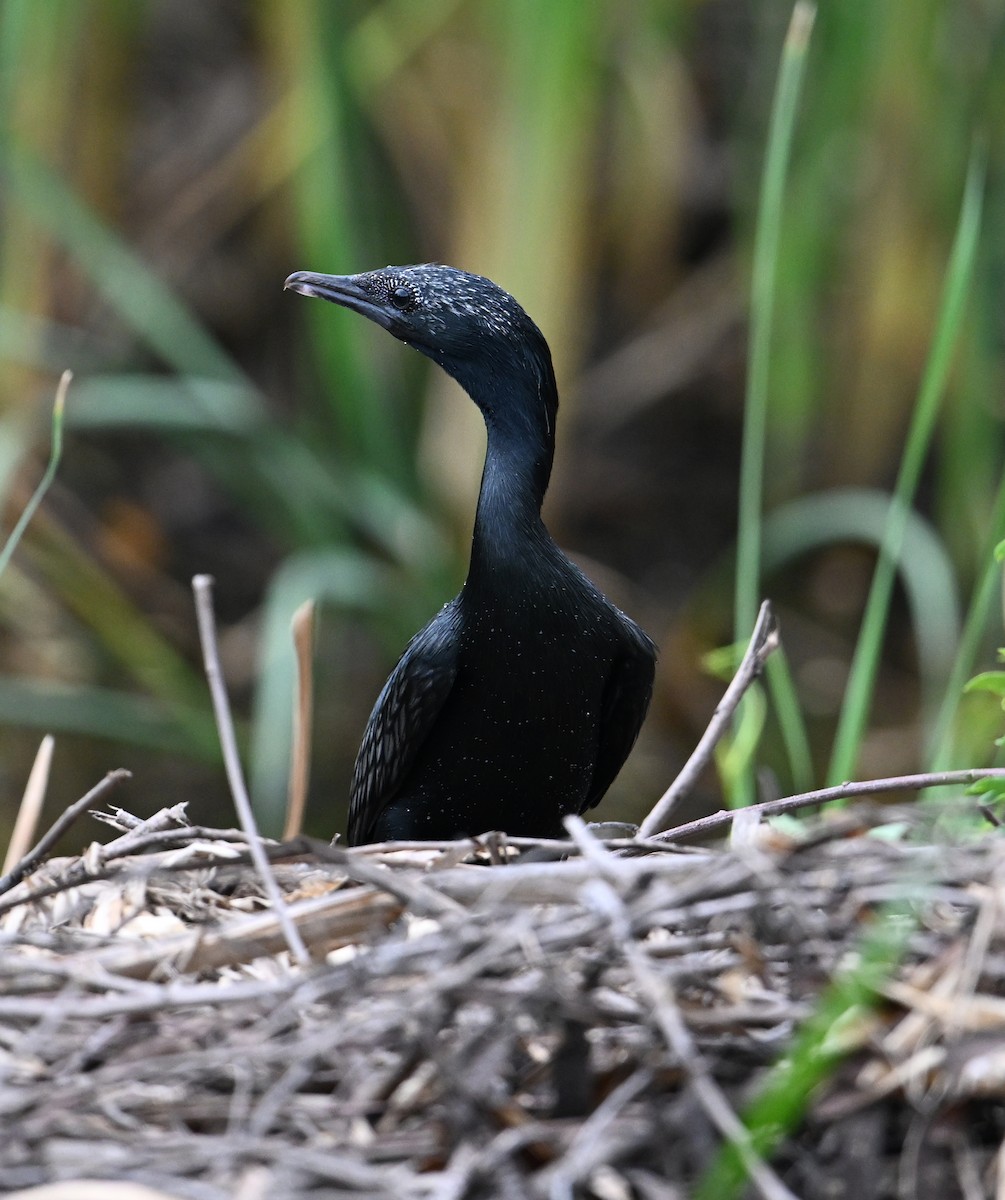 Little Cormorant - ML638283344