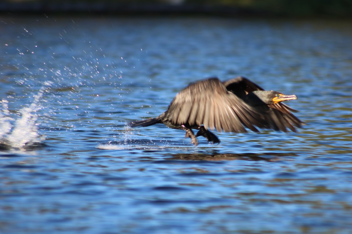 Double-crested Cormorant - ML638283357