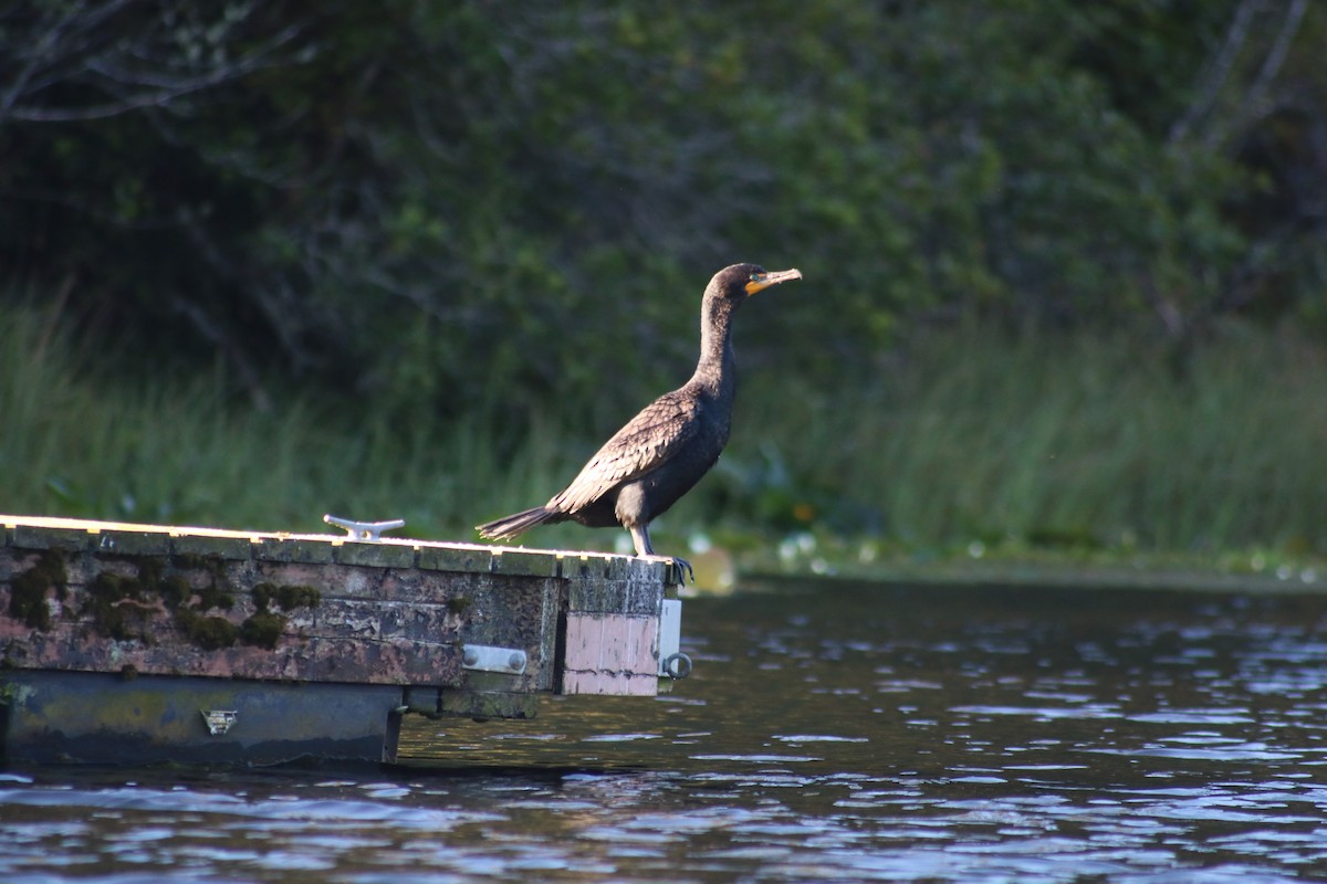 Double-crested Cormorant - ML638283358