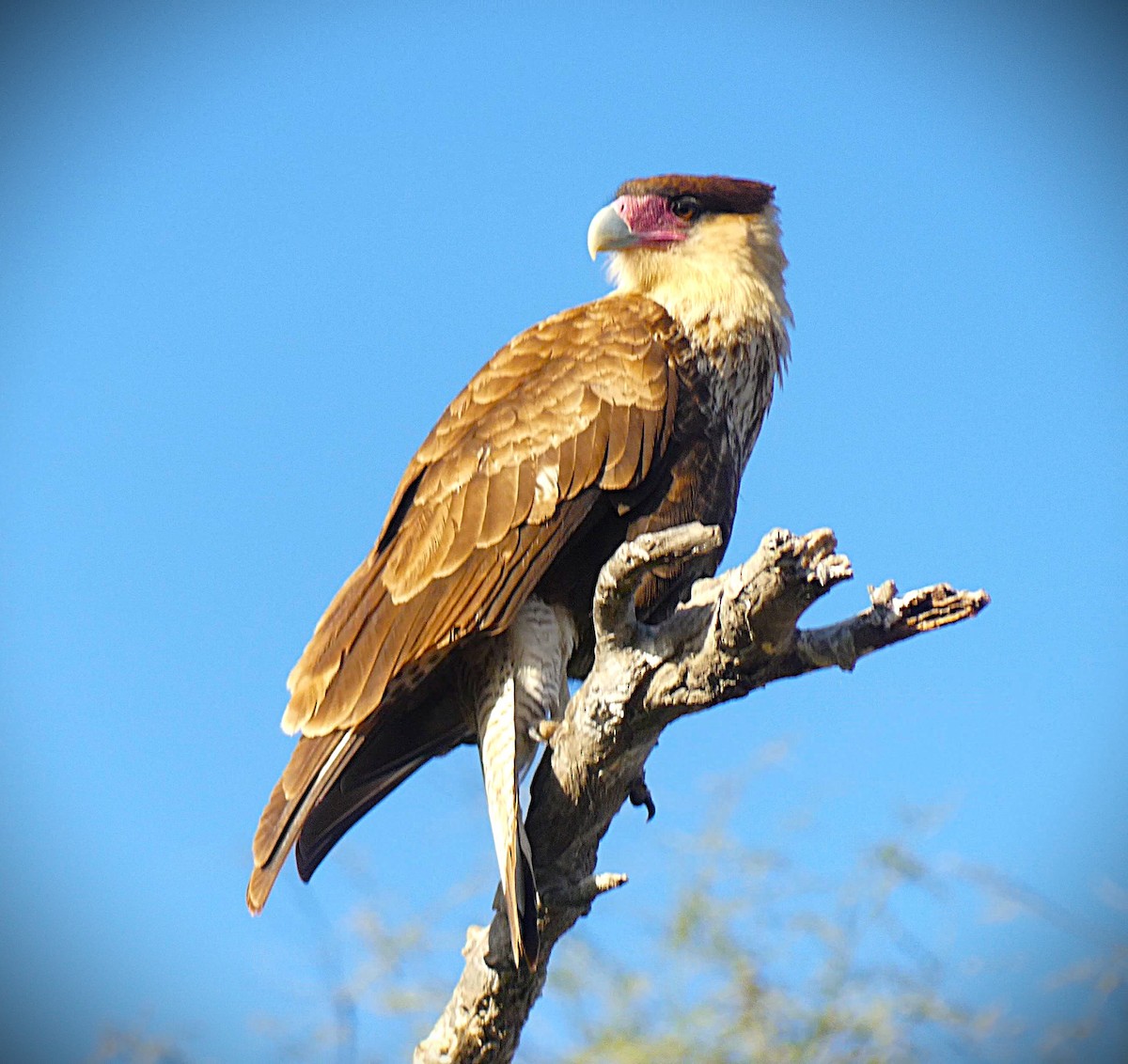 karančo jižní (ssp. plancus) - ML638283367