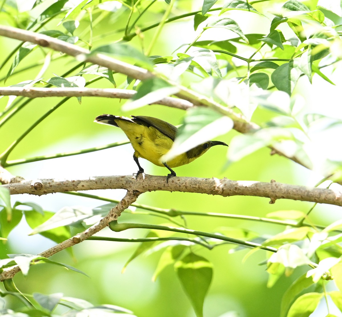 Ornate Sunbird (Ornate) - ML638283368