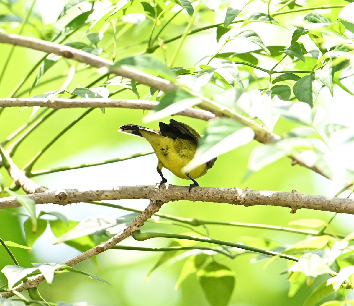 Ornate Sunbird (Ornate) - ML638283369
