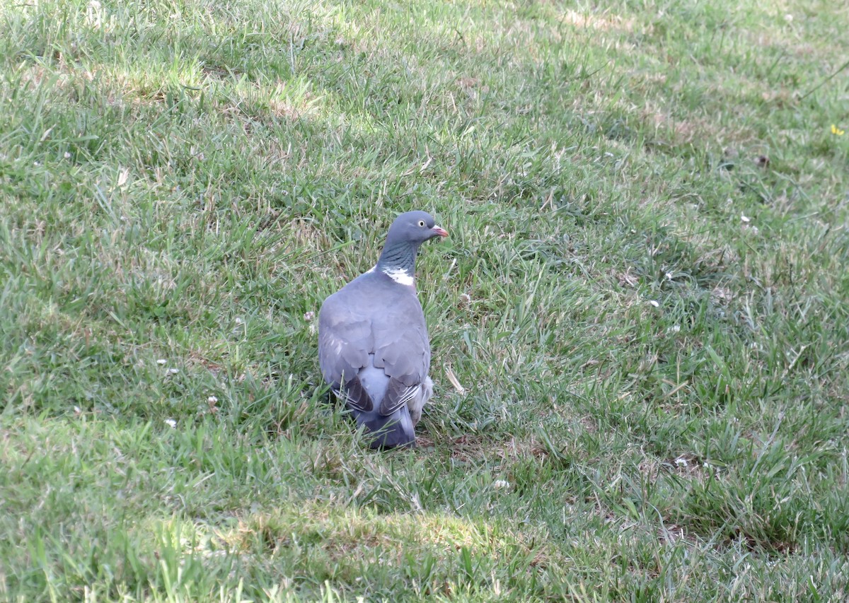 Common Wood-Pigeon - ML638283372