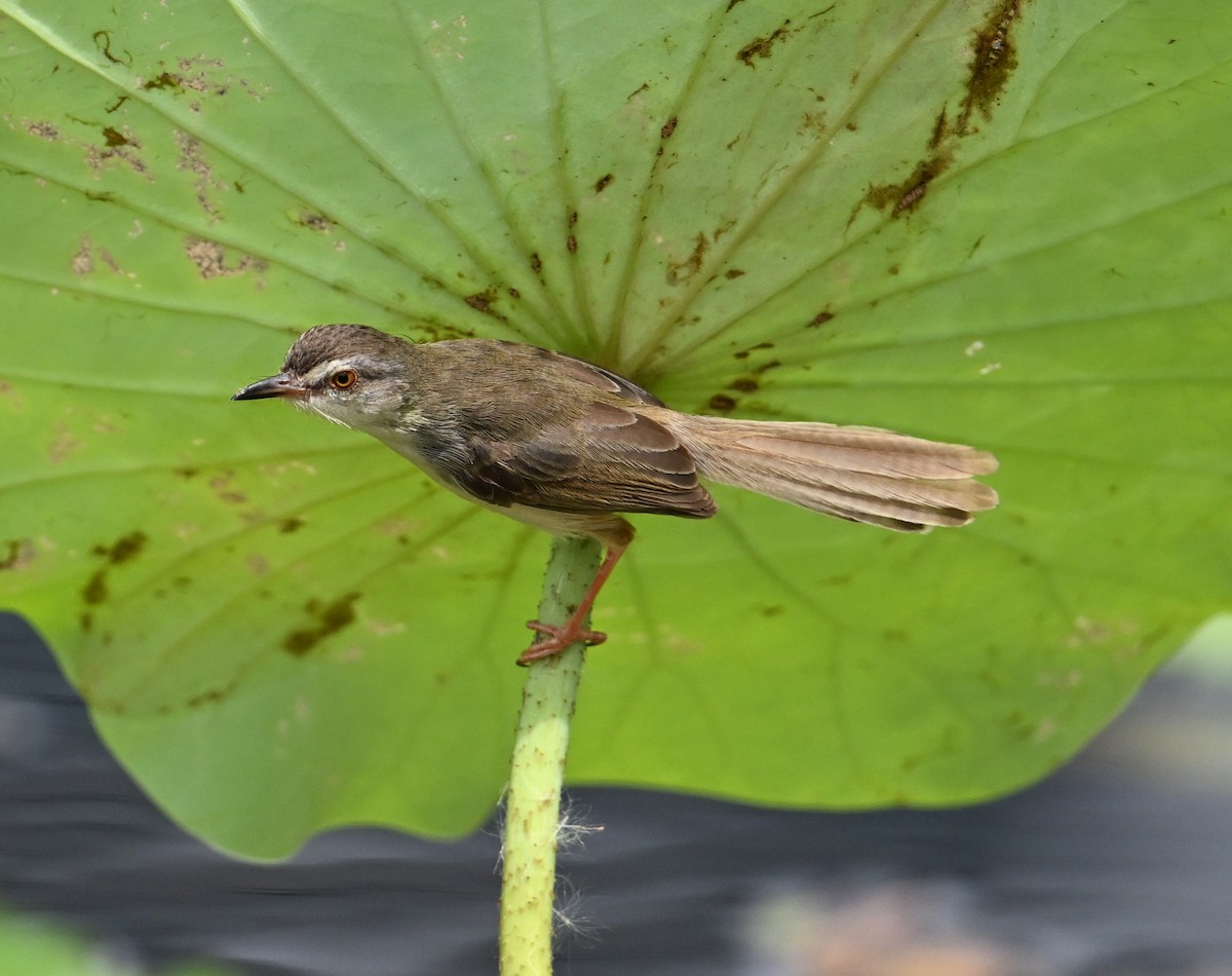 Plain Prinia - ML638283375