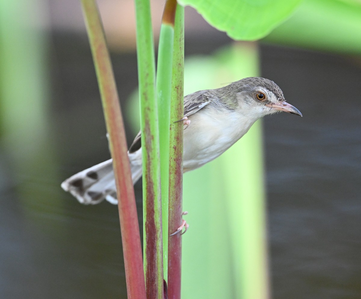 Plain Prinia - ML638283376