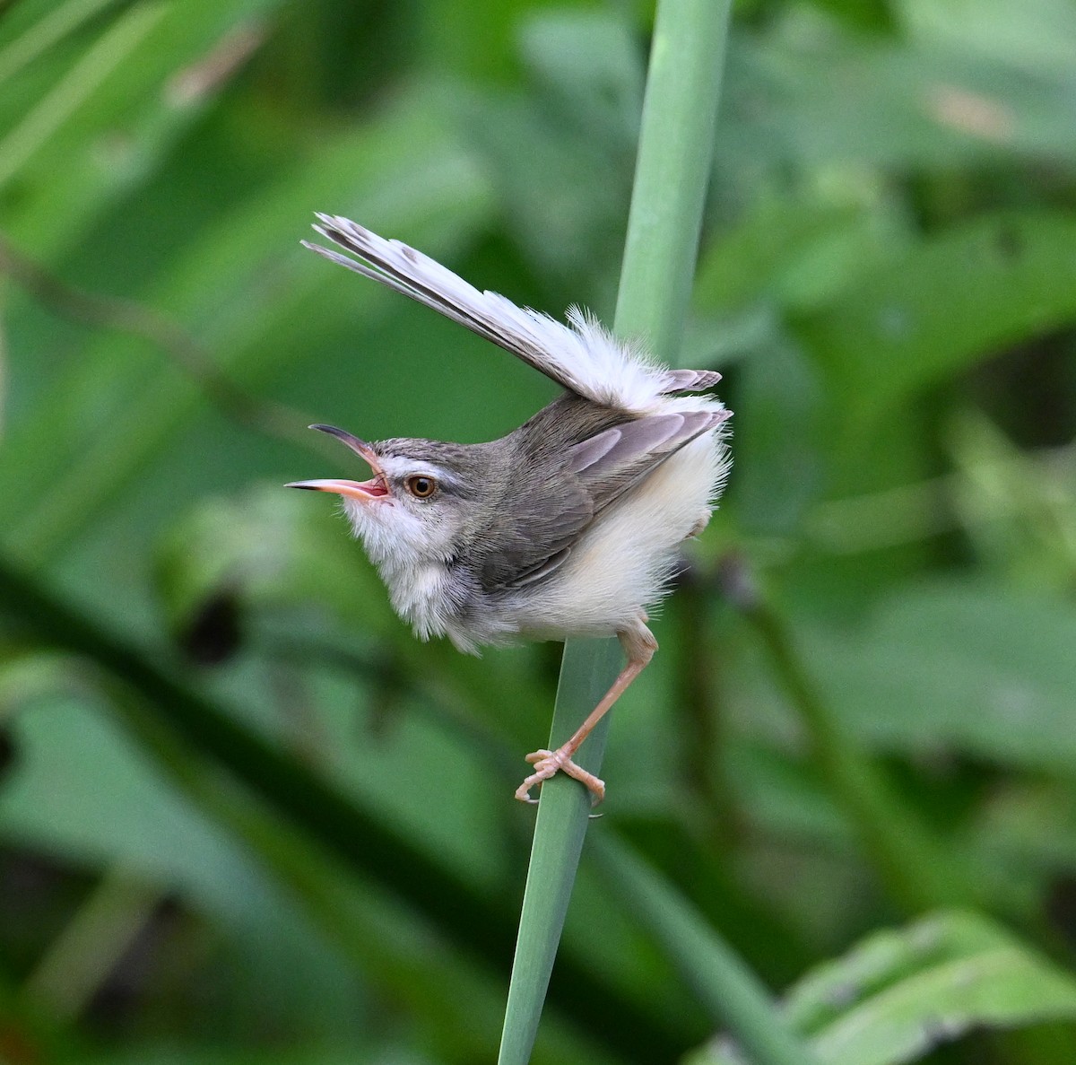 Plain Prinia - ML638283377