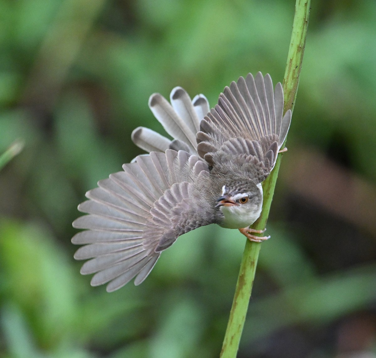 Plain Prinia - ML638283378