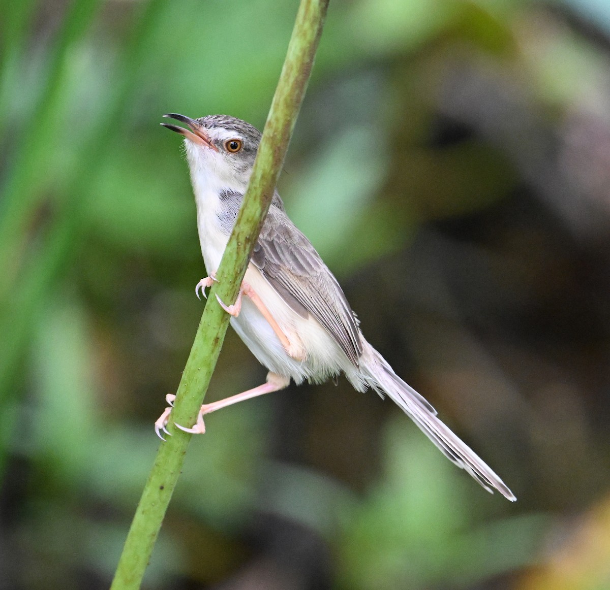 Plain Prinia - ML638283379
