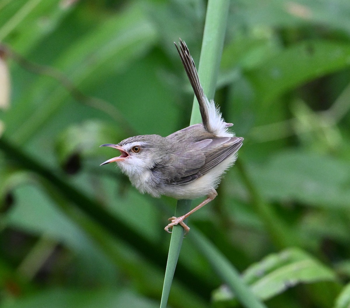 Plain Prinia - ML638283380