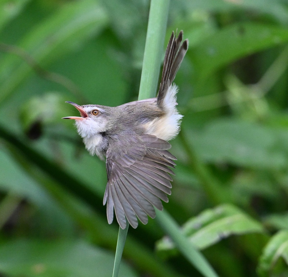 Plain Prinia - ML638283381