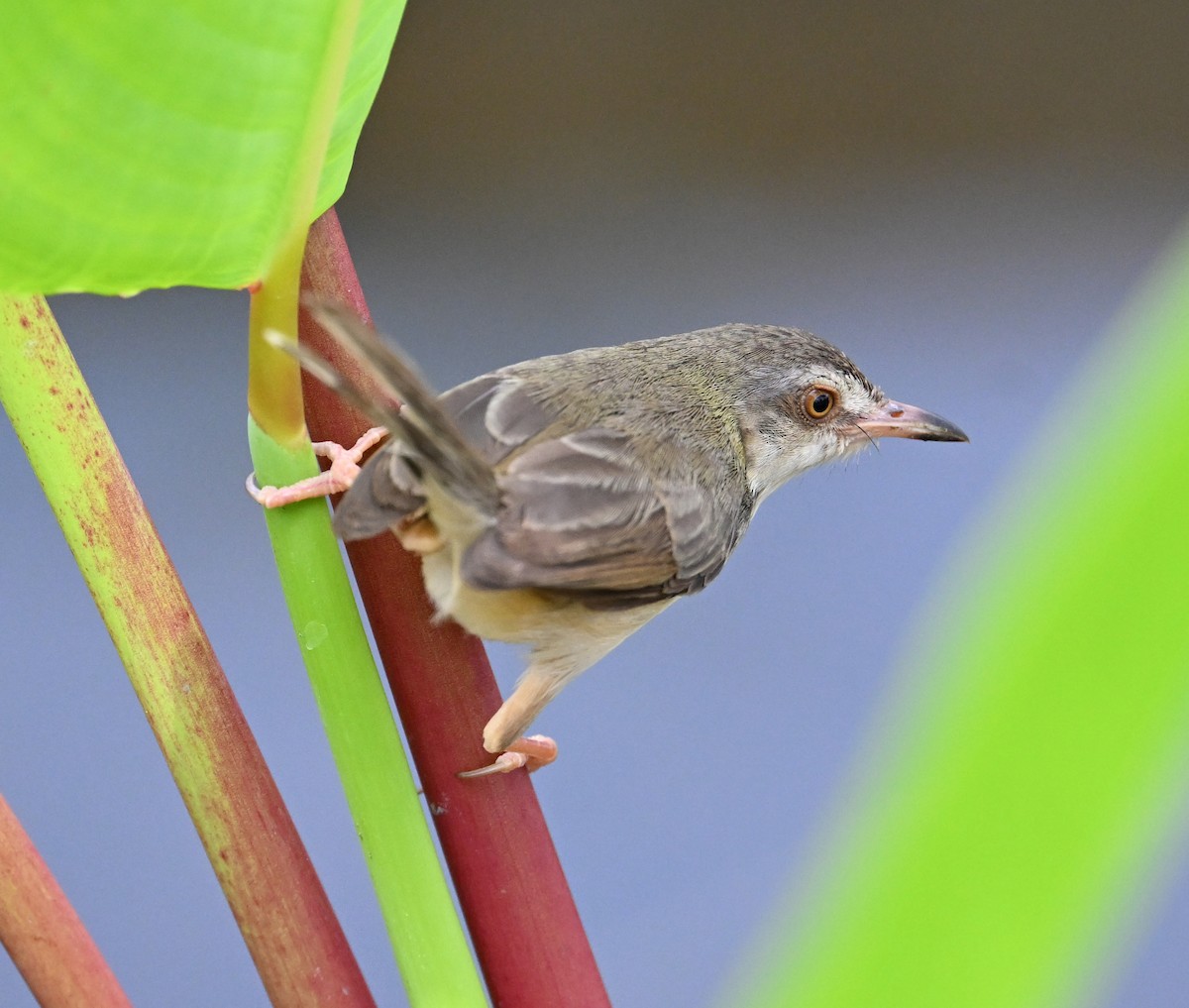 Plain Prinia - ML638283382