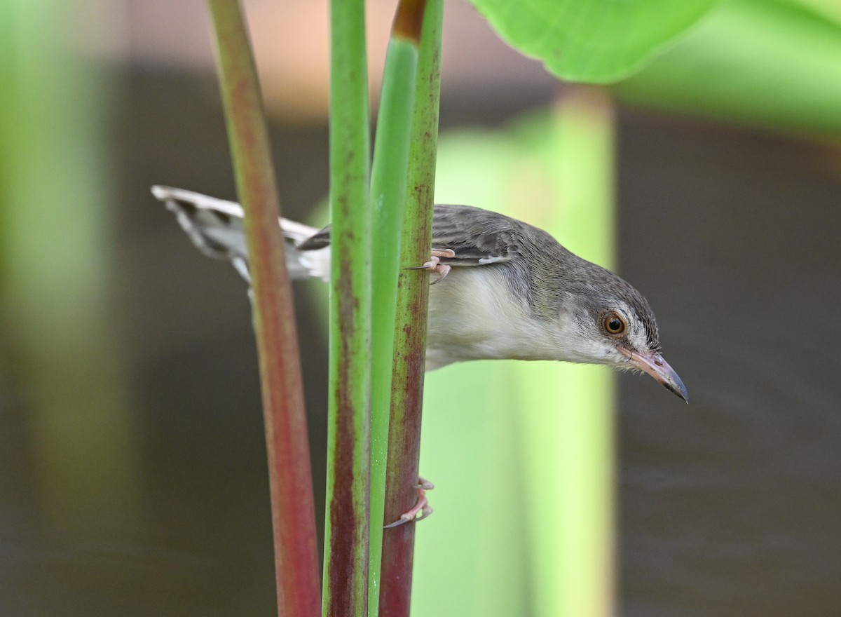 Plain Prinia - ML638283383