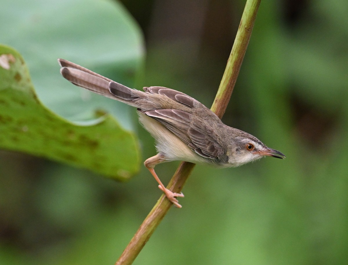 Plain Prinia - ML638283384