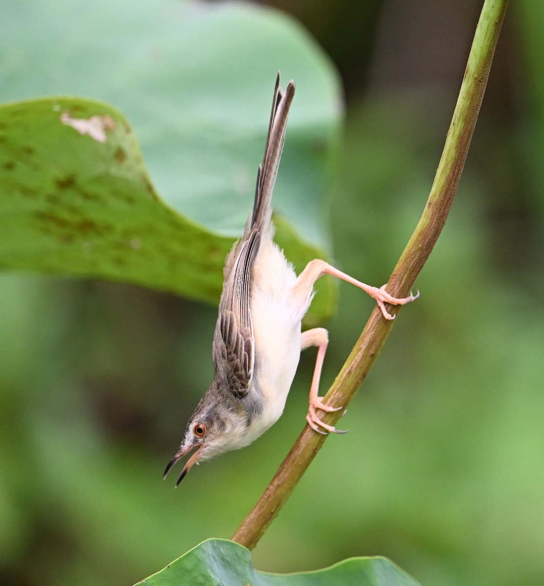 Plain Prinia - ML638283386