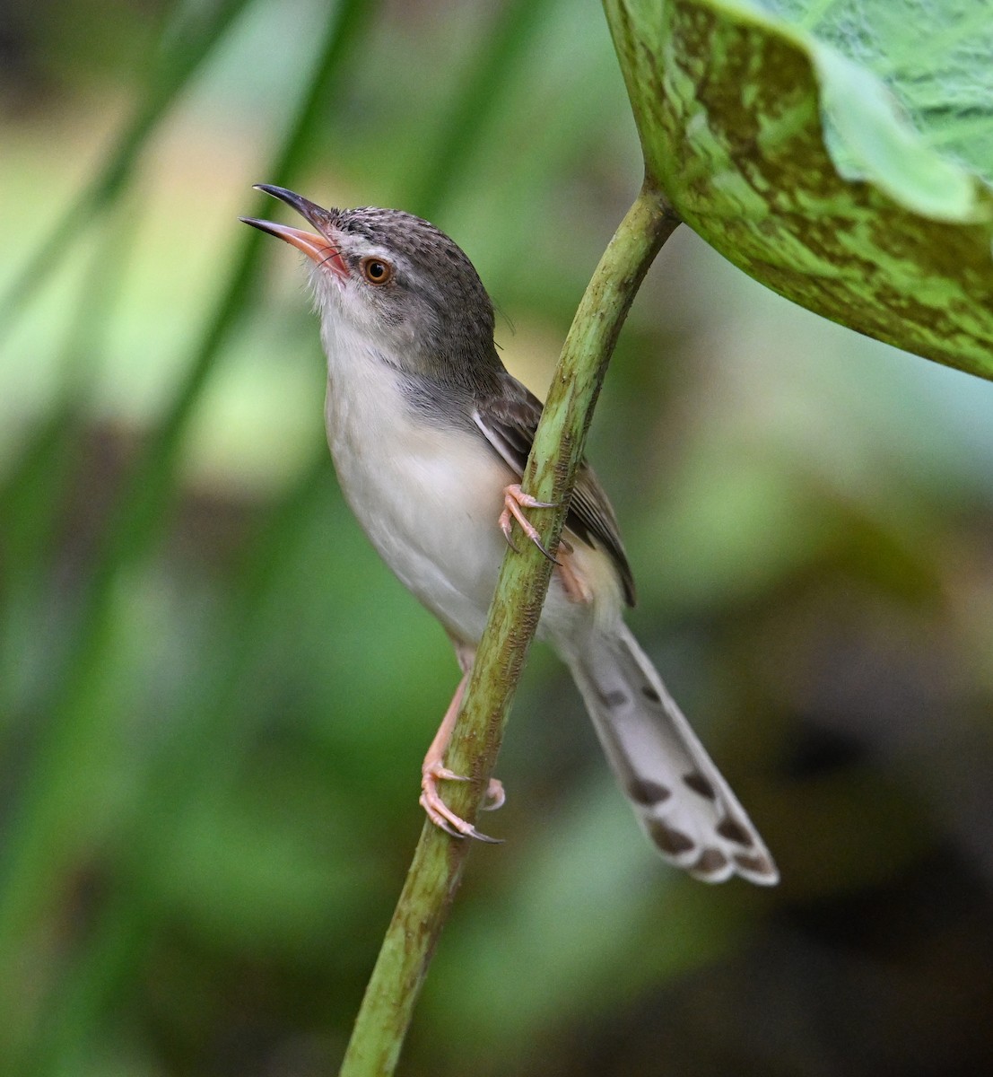 Plain Prinia - ML638283387