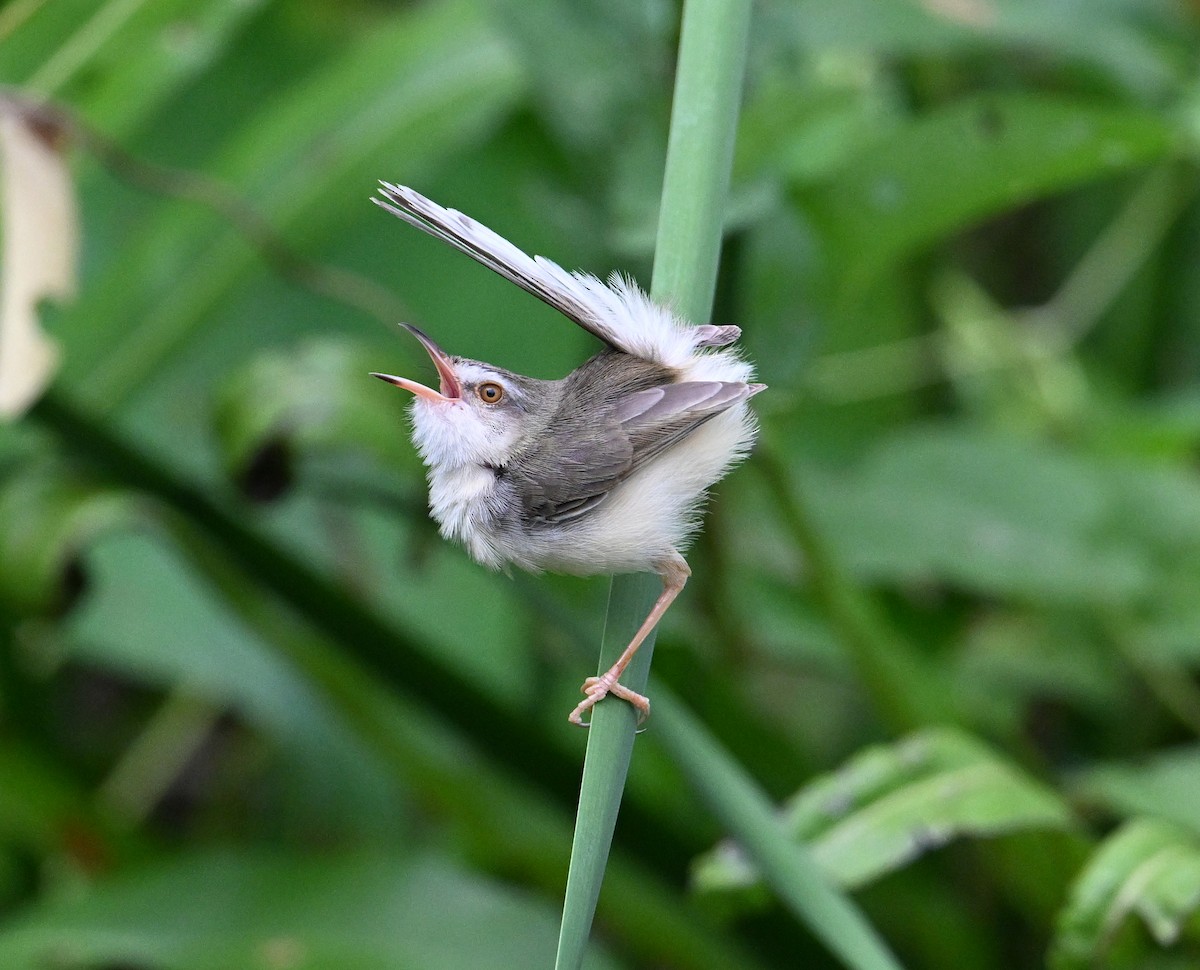 Plain Prinia - ML638283388