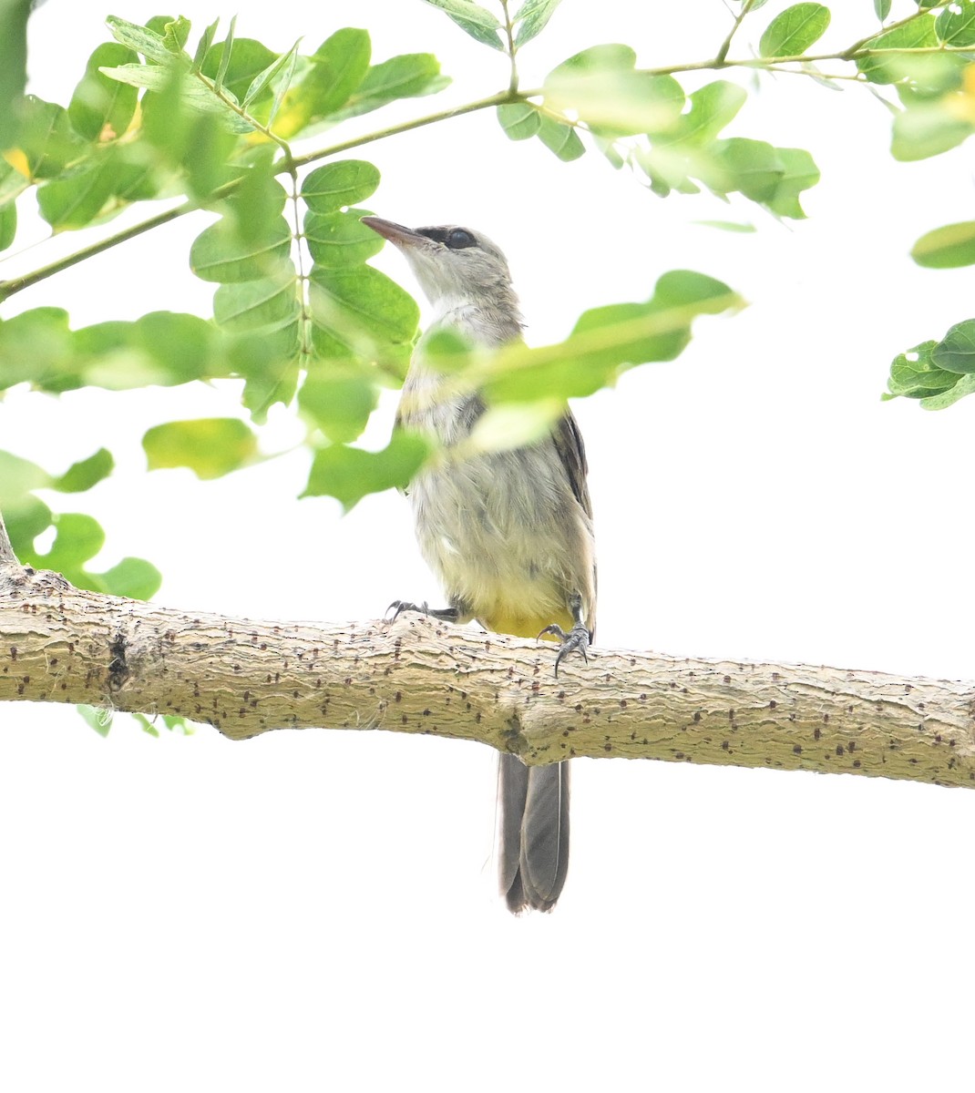 Yellow-vented Bulbul (Sunda) - ML638283405
