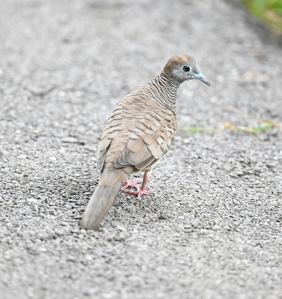 Zebra Dove - ML638283406