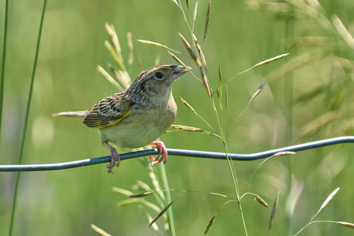 Grasshopper Sparrow - ML638283408