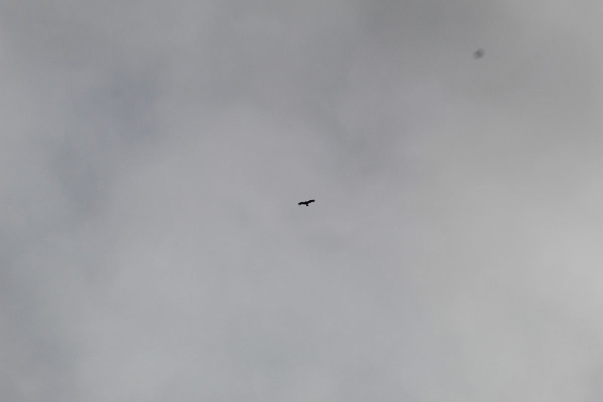 Condor des Andes - ML638283412