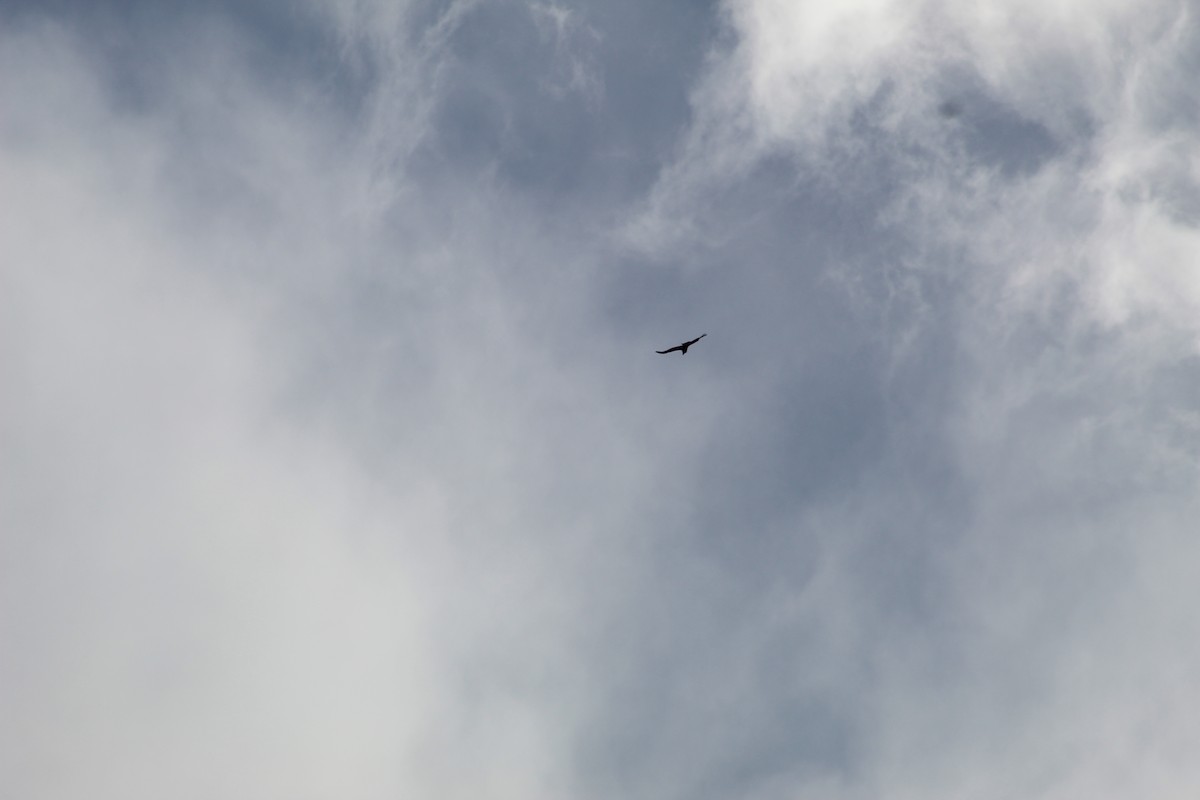 Condor des Andes - ML638283413