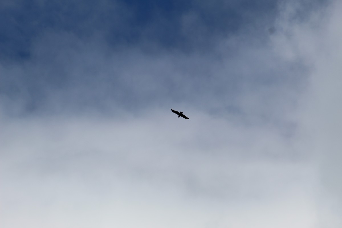 Condor des Andes - ML638283414