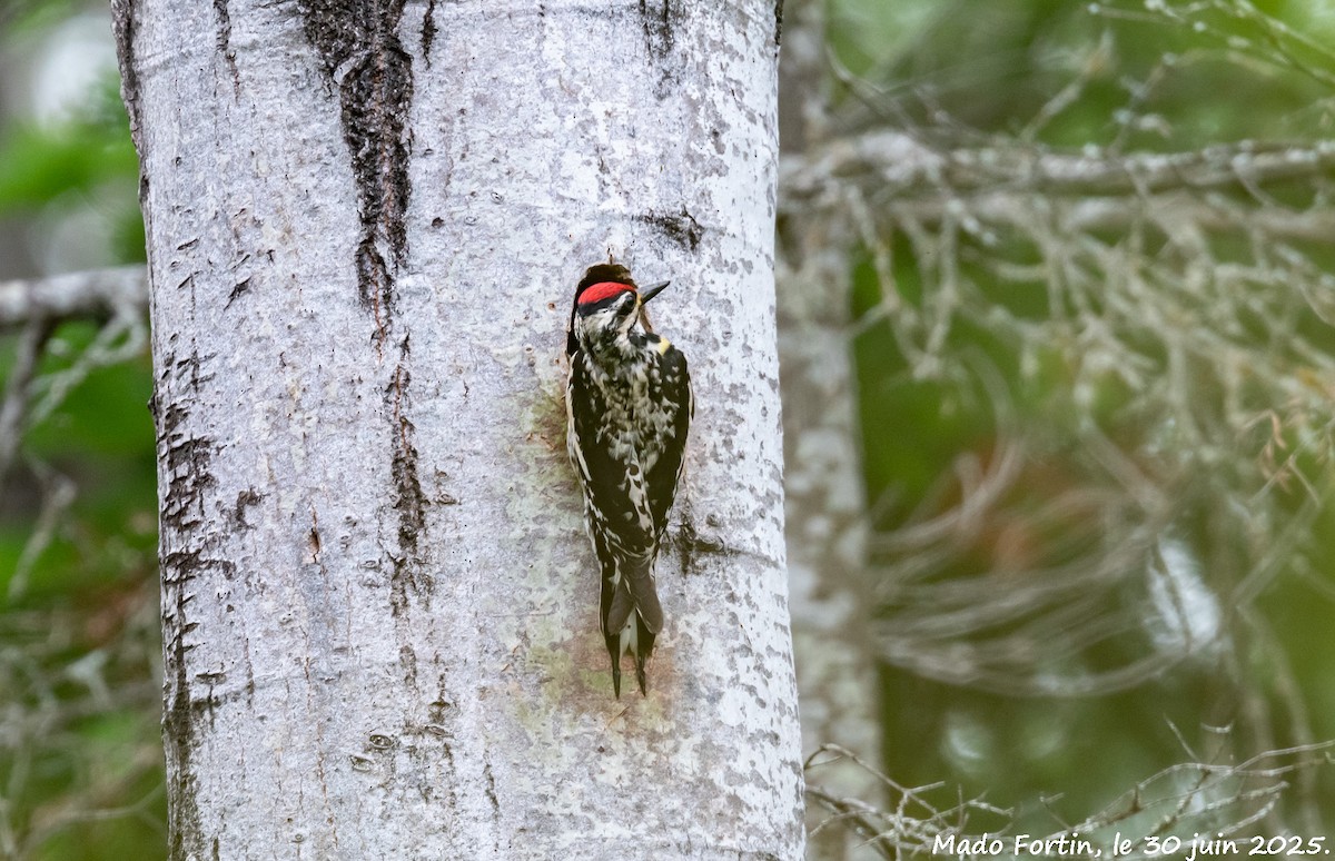 Yellow-bellied Sapsucker - ML638283427