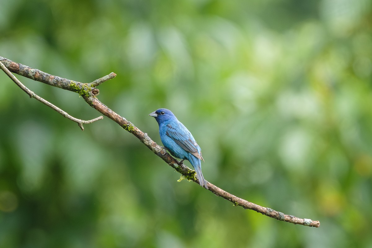 Indigo Bunting - ML638283445