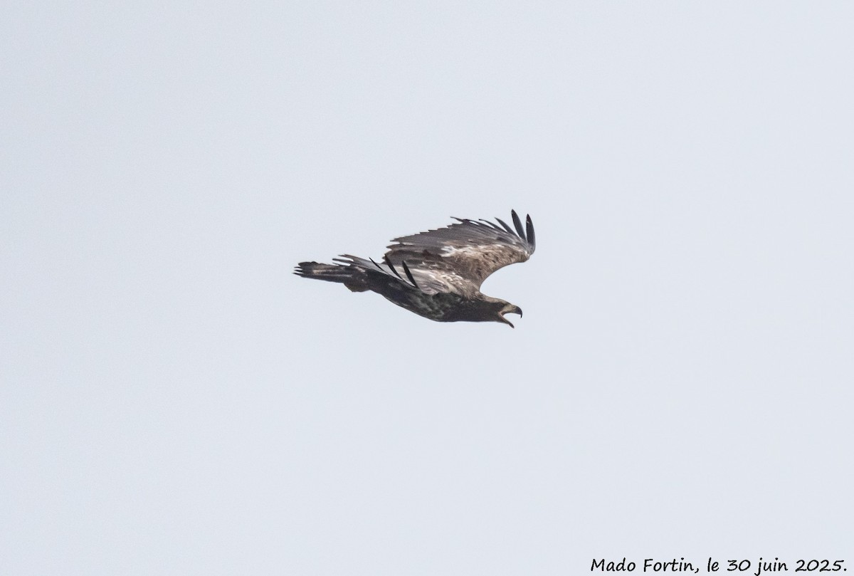 Weißkopf-Seeadler - ML638283447