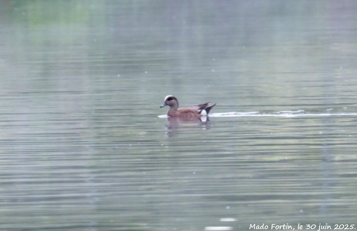 American Wigeon - ML638283460