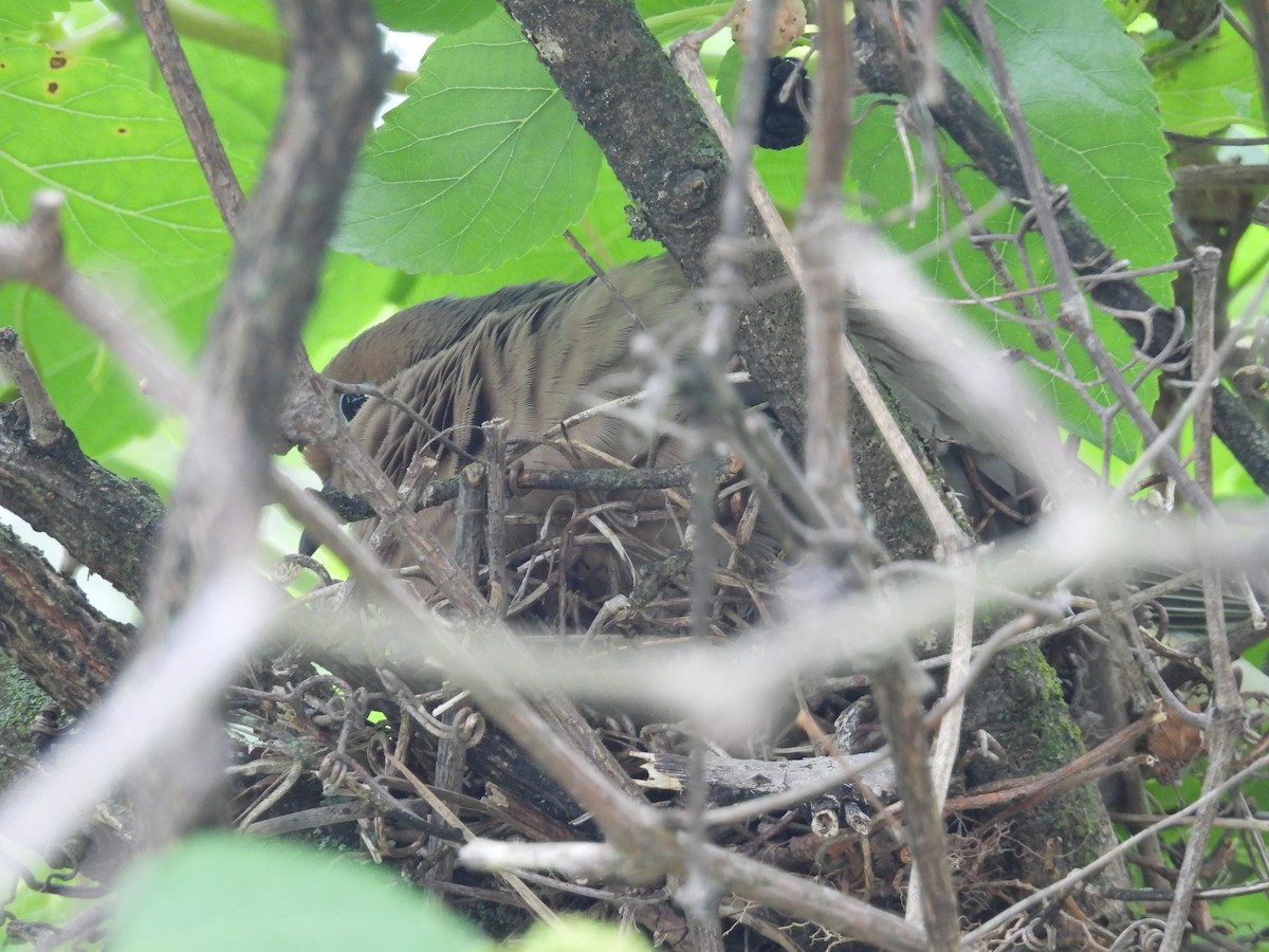 Mourning Dove - ML638283471