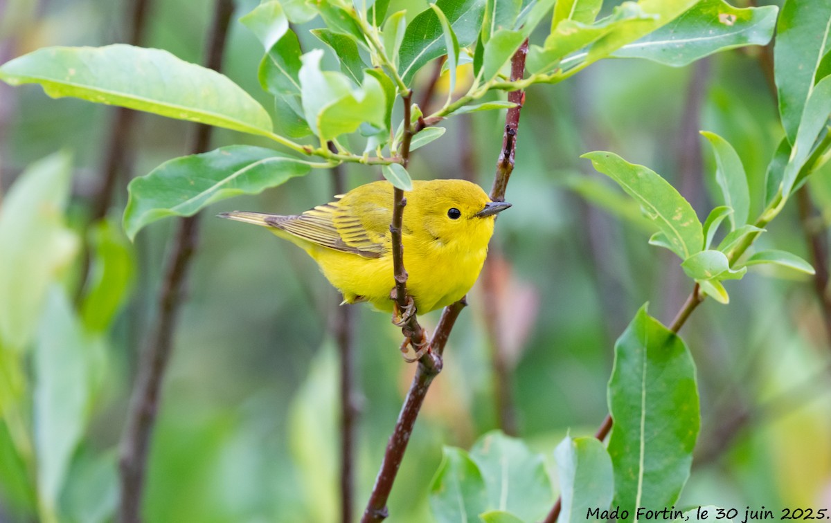 Yellow Warbler - ML638283499