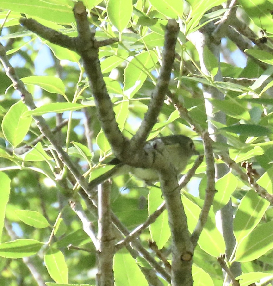 Hutton's Vireo - ML638283501
