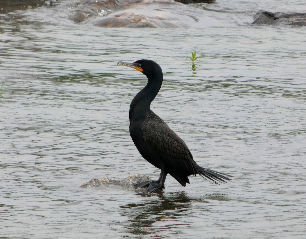 Double-crested Cormorant - ML638283502