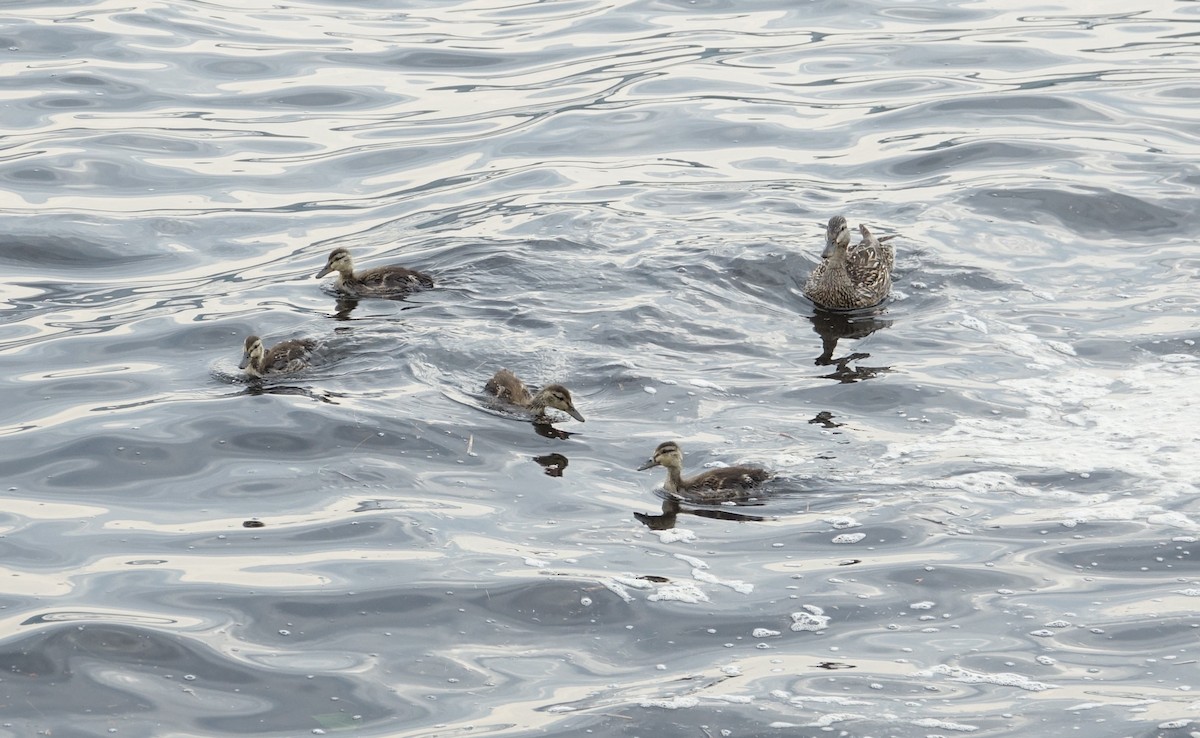 Mallard - ML638283503