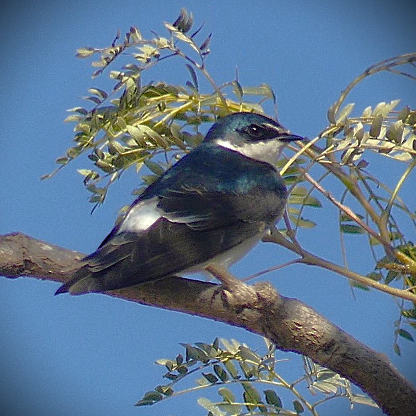 White-rumped Swallow - ML638283504