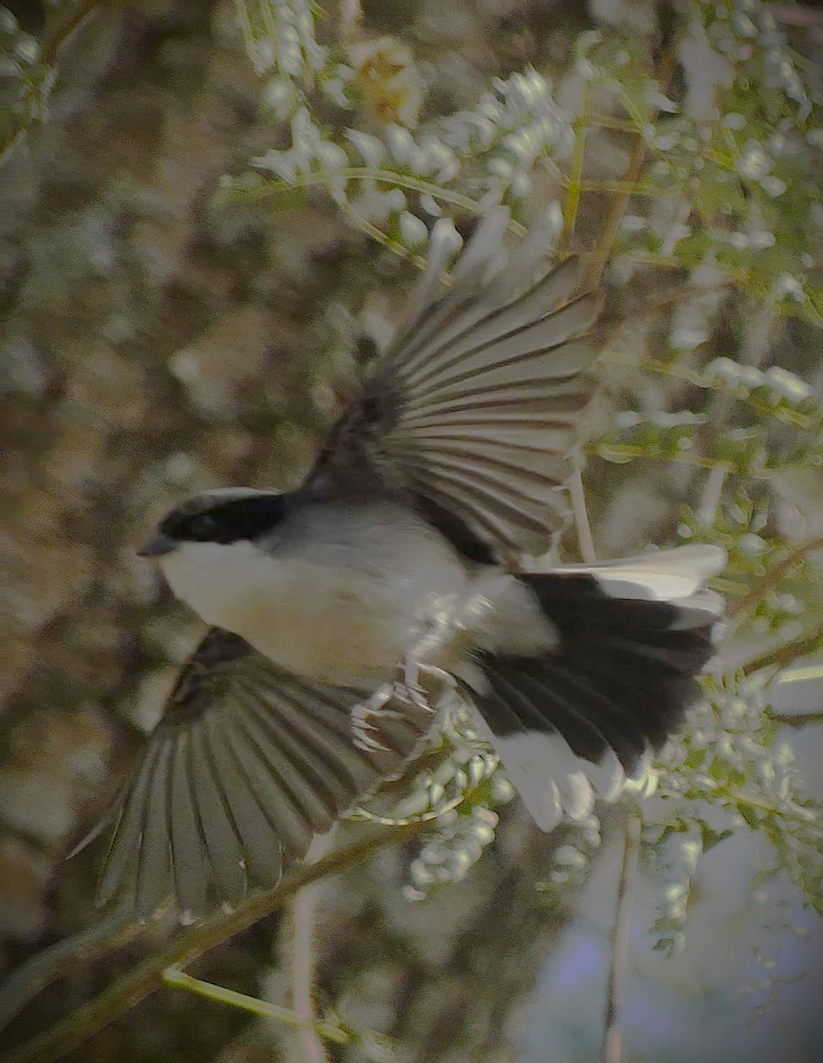 White-rumped Swallow - ML638283505