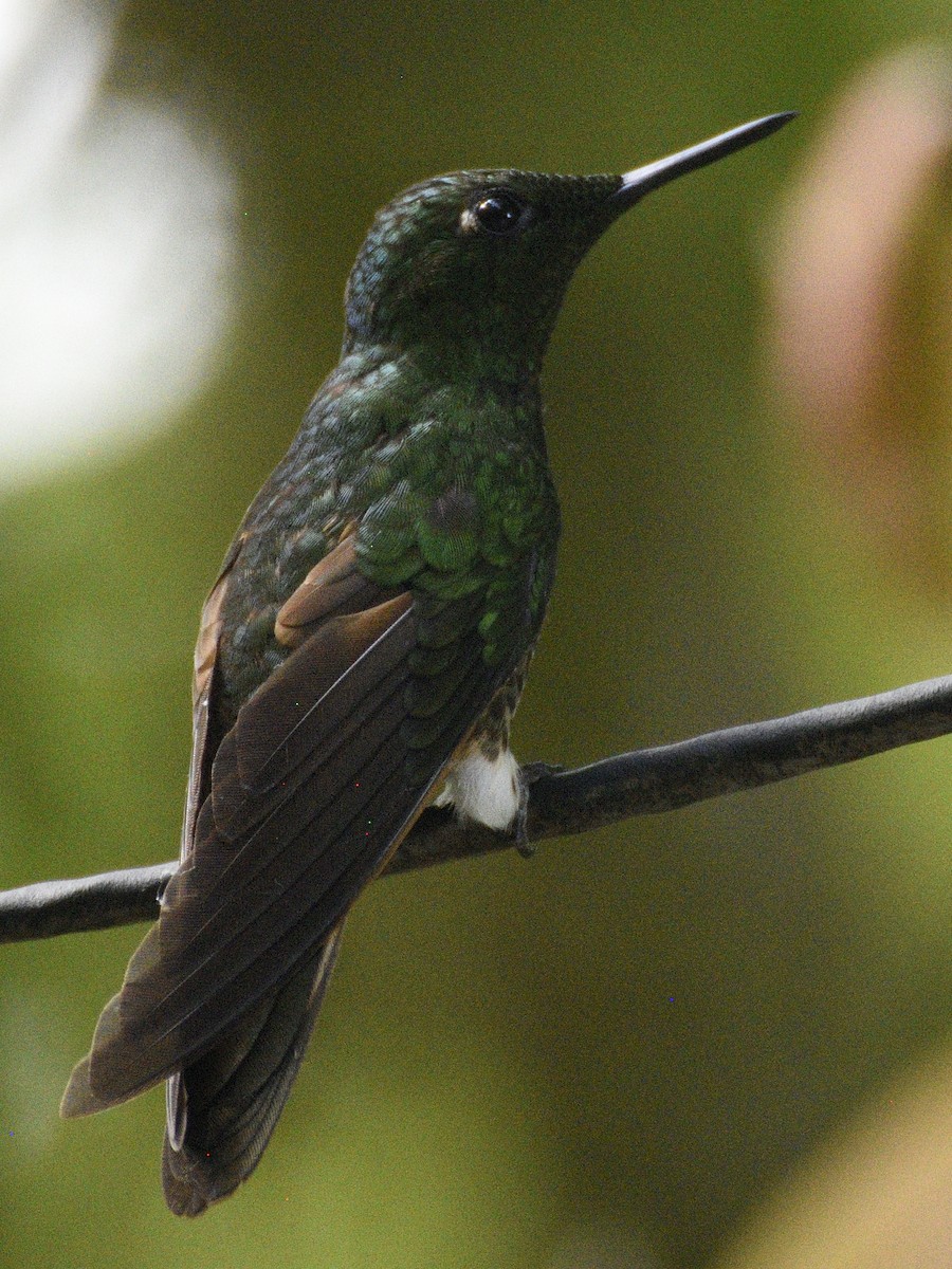 Buff-tailed Coronet - ML638283509