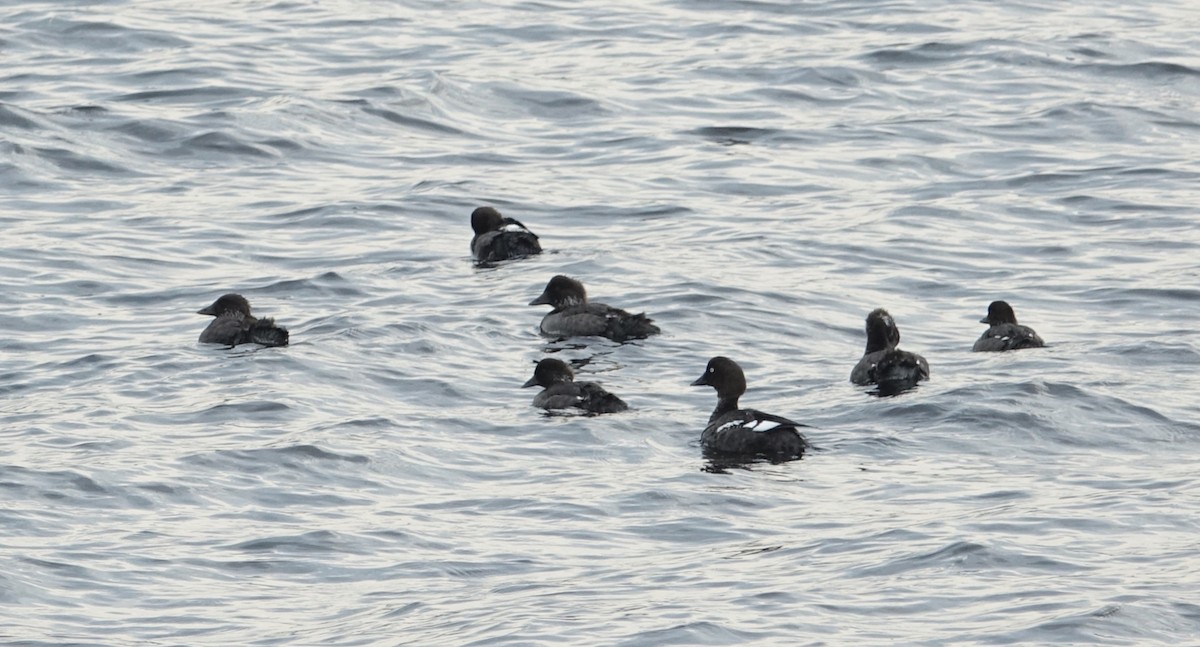 Common Goldeneye - ML638283511