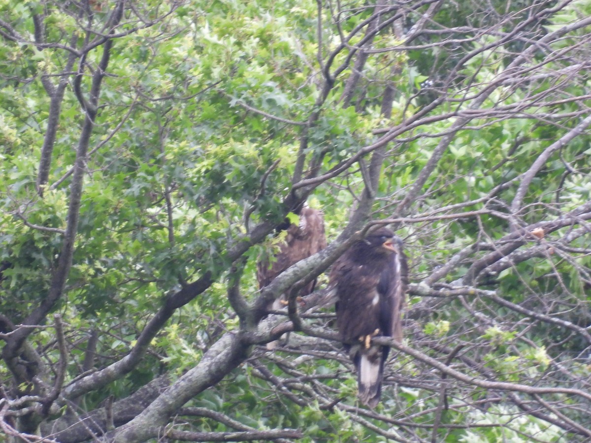 Weißkopf-Seeadler - ML638283513