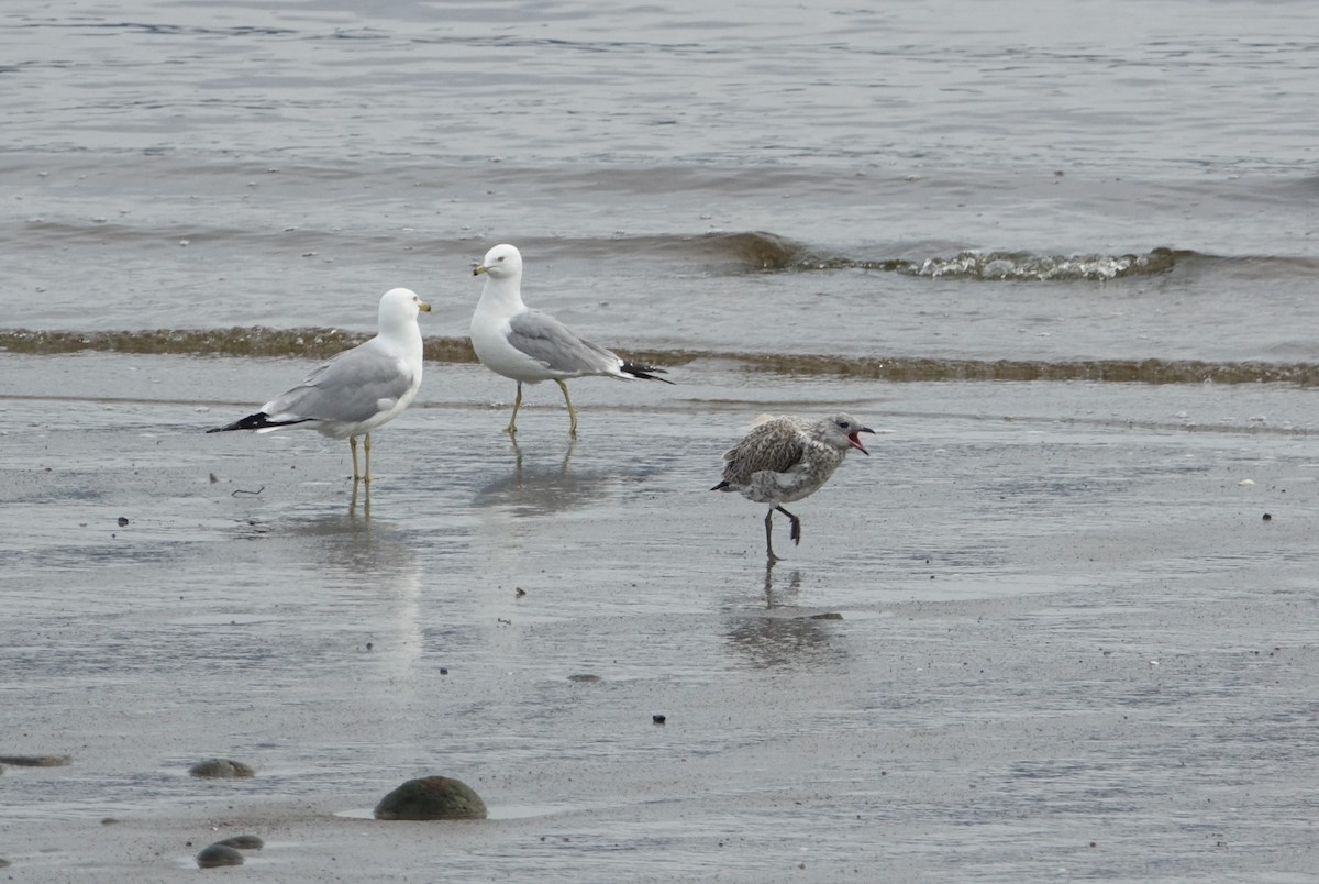 Ring-billed Gull - ML638283517