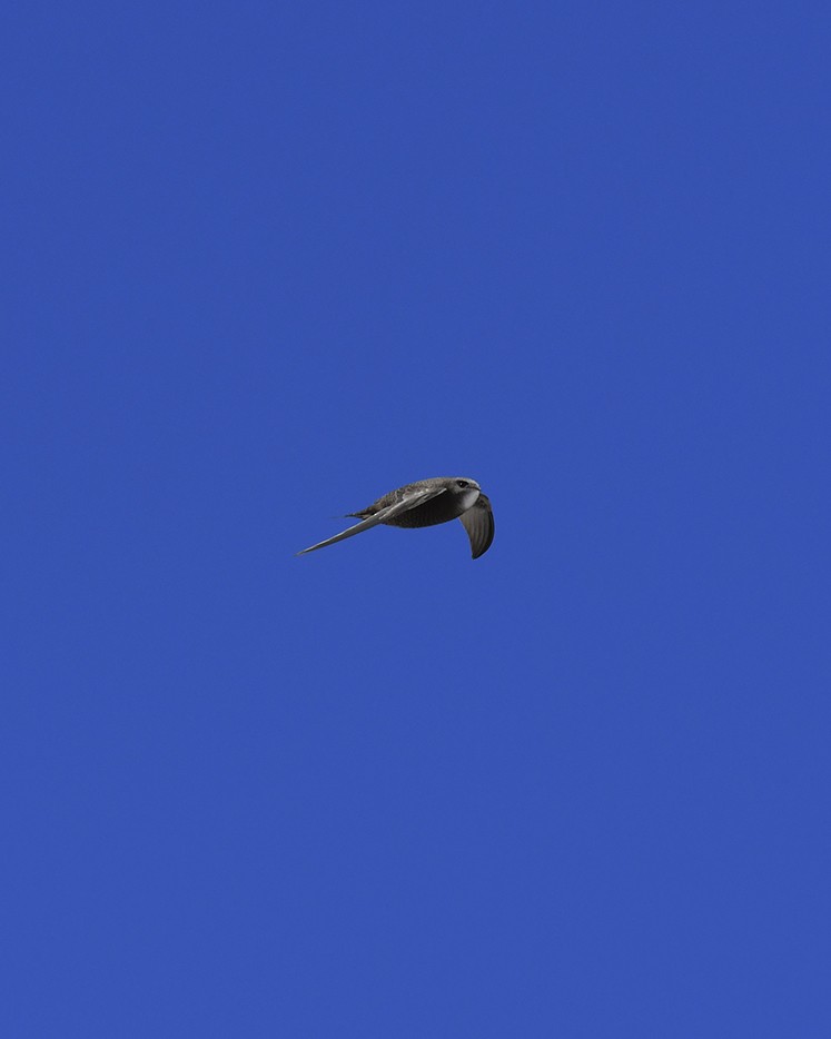 Pallid Swift - ML638283533