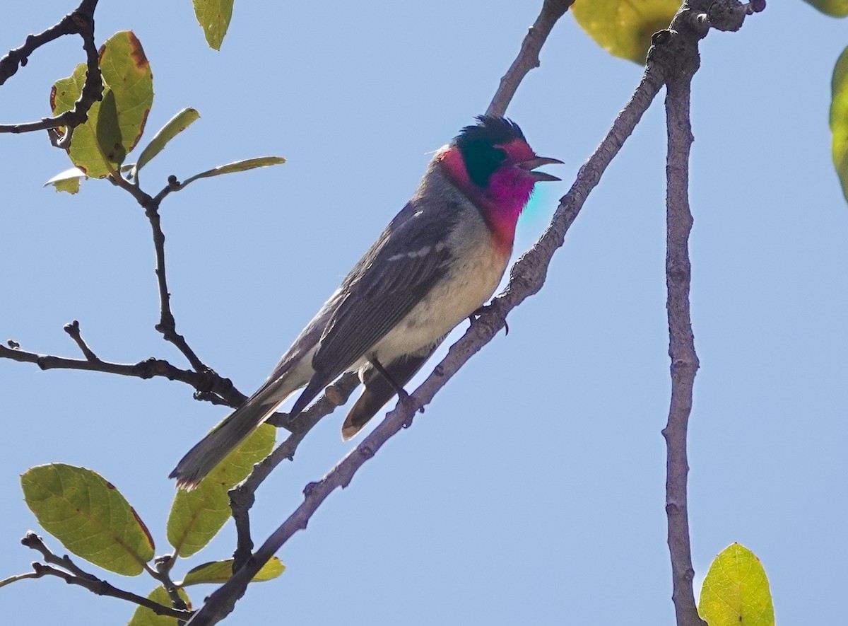 Red-faced Warbler - ML638283536
