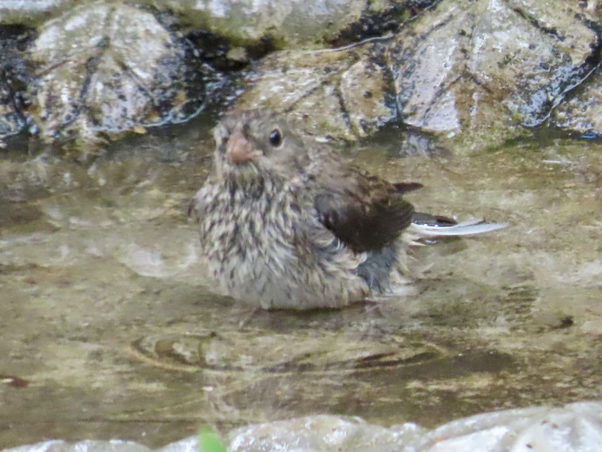 Dark-eyed Junco - ML638283539