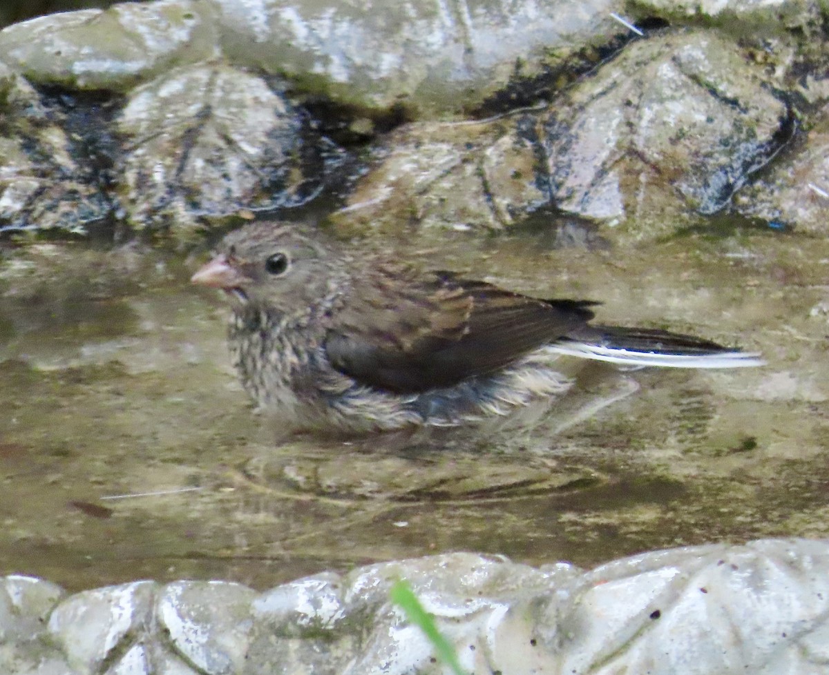 Dark-eyed Junco - ML638283540