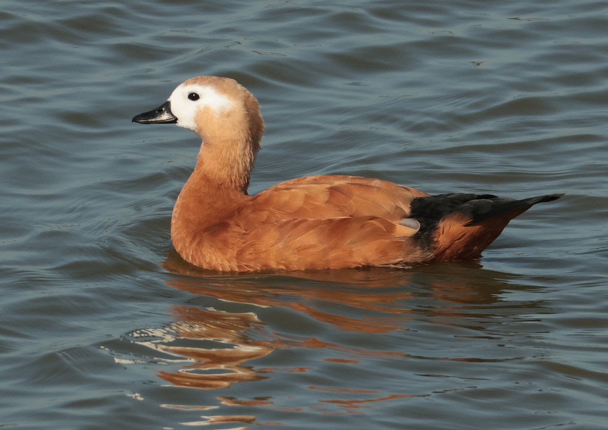 Ruddy Shelduck - ML638283541
