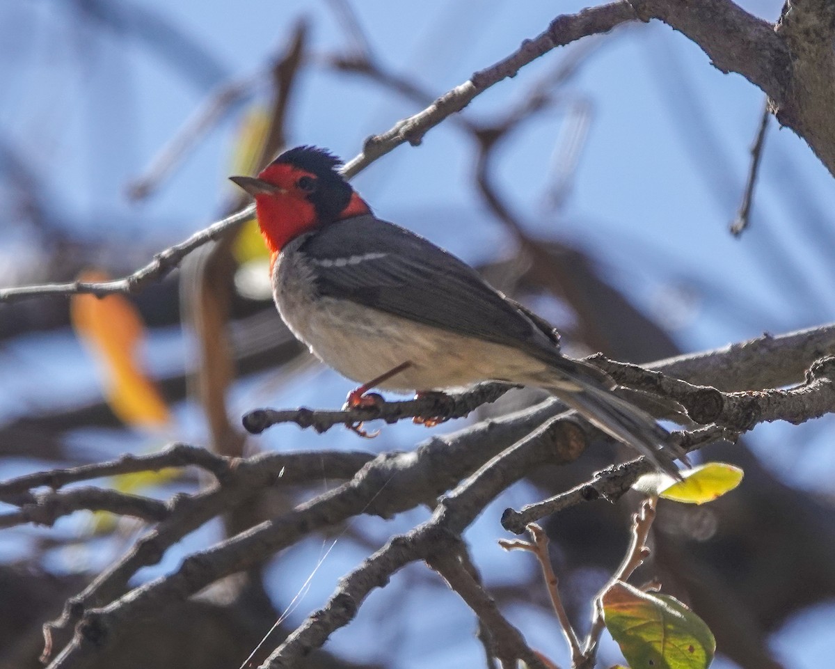 Red-faced Warbler - ML638283543