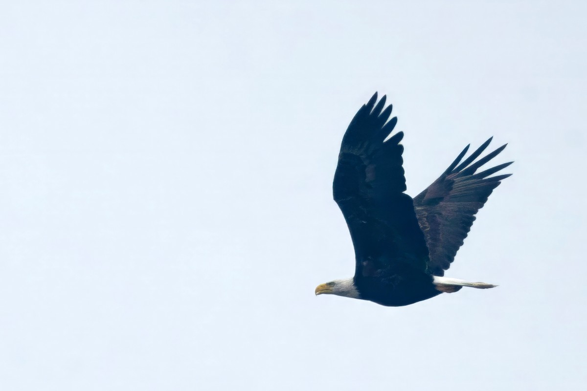 Weißkopf-Seeadler - ML638283545